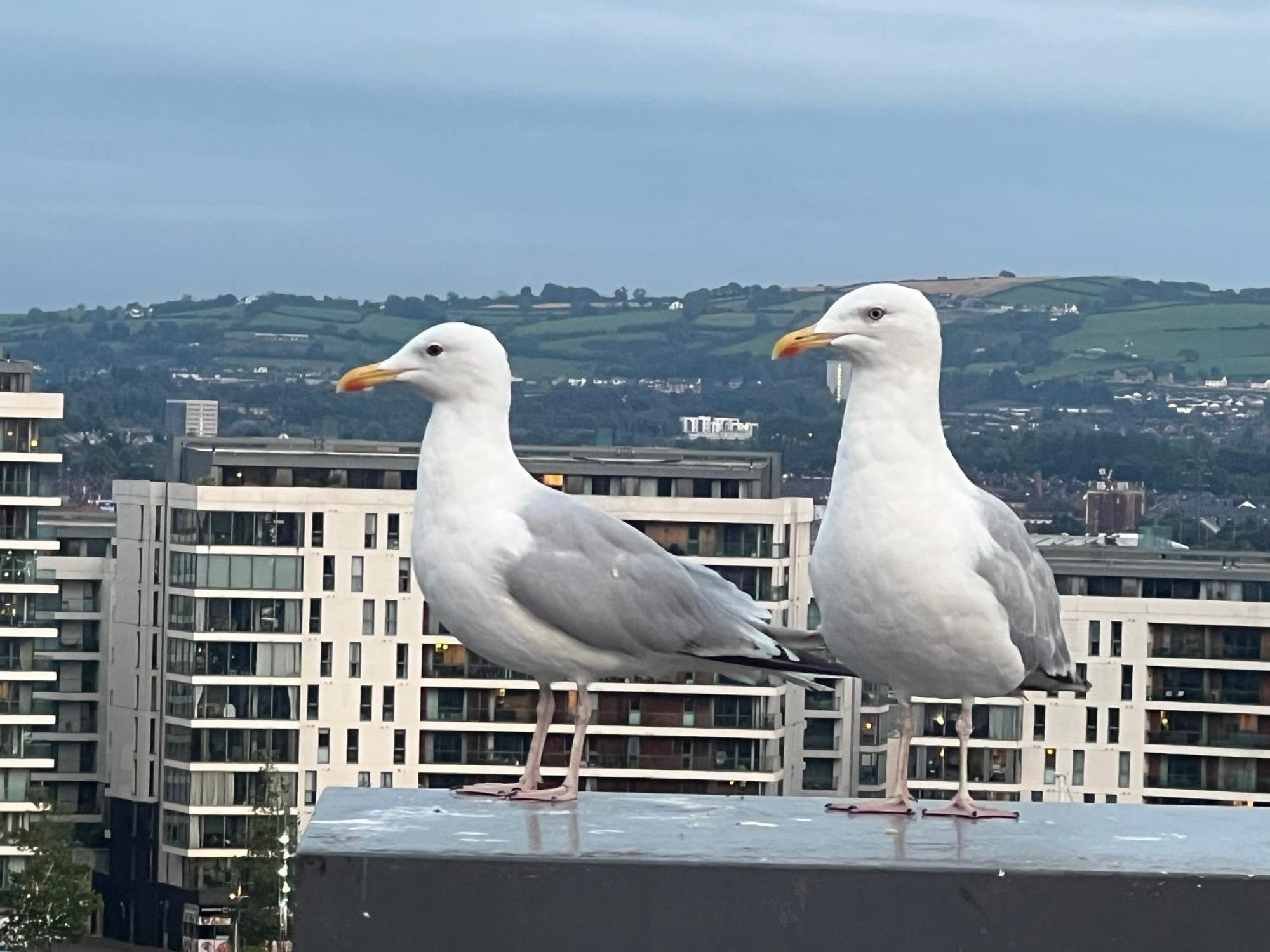 Loughview Bed & Breakfast Belfast Dış mekan fotoğraf